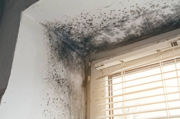 Affordable Mold Removal solutions in Dry Run, PA